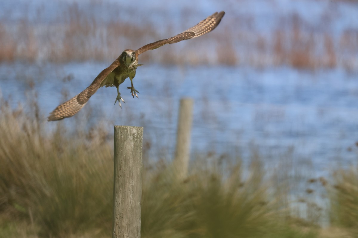 Brown Falcon - ML641420565