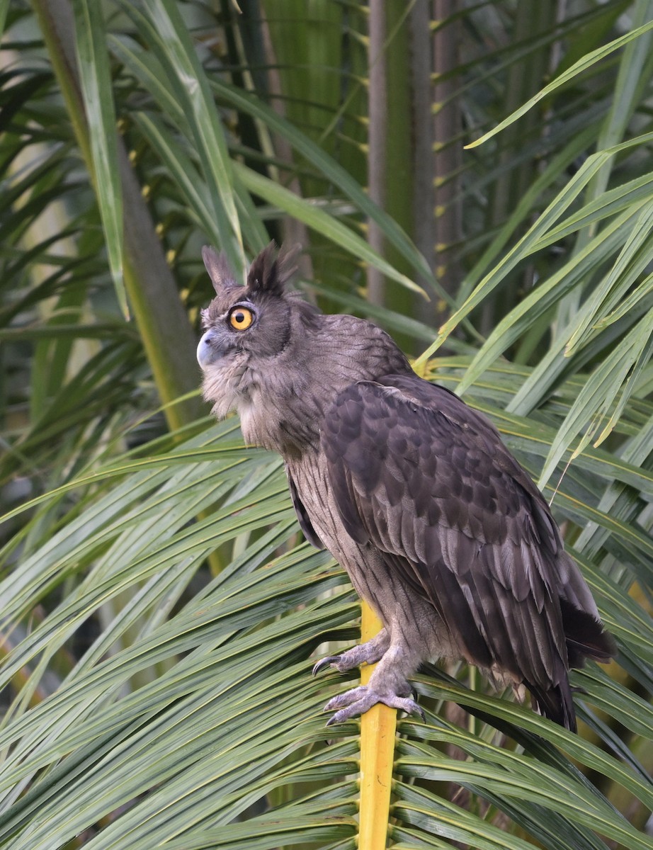 Dusky Eagle-Owl - ML641420567