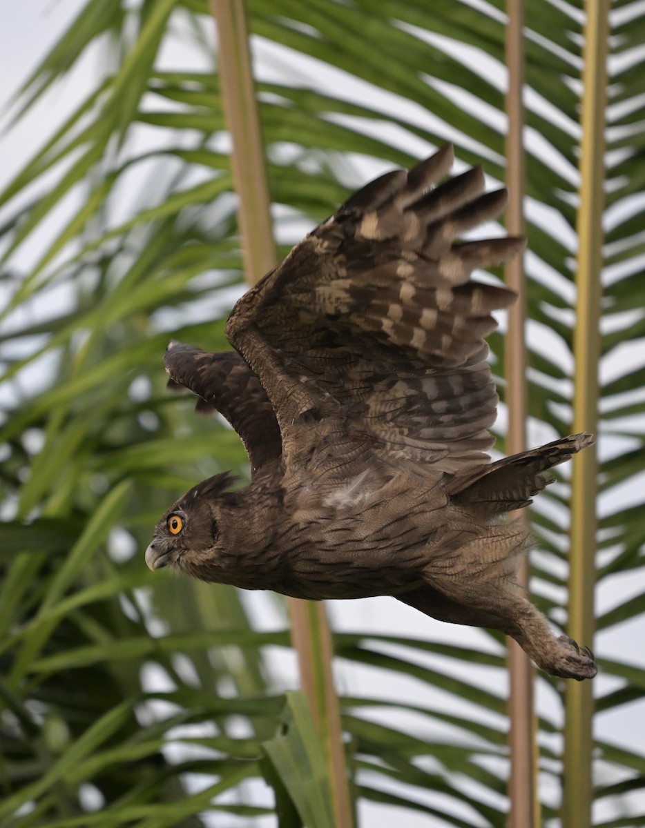 Dusky Eagle-Owl - ML641420568