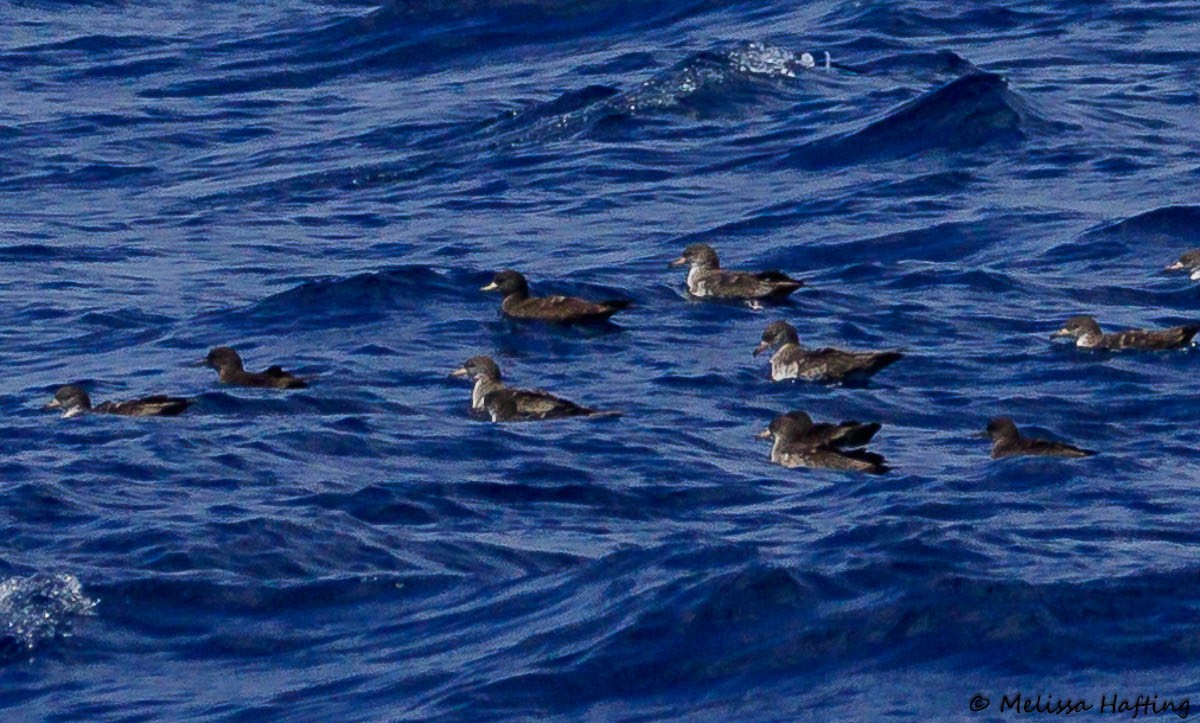 Flesh-footed Shearwater - ML641420569