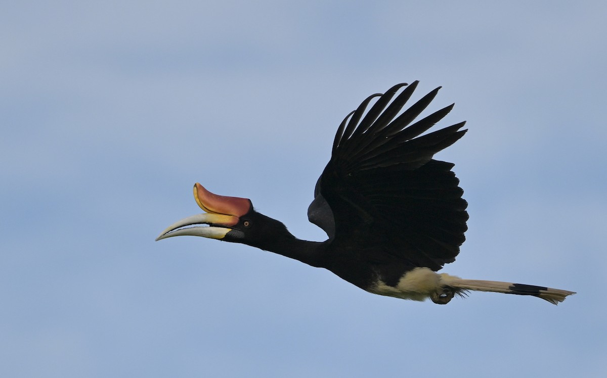 Rhinoceros Hornbill - ML641420570