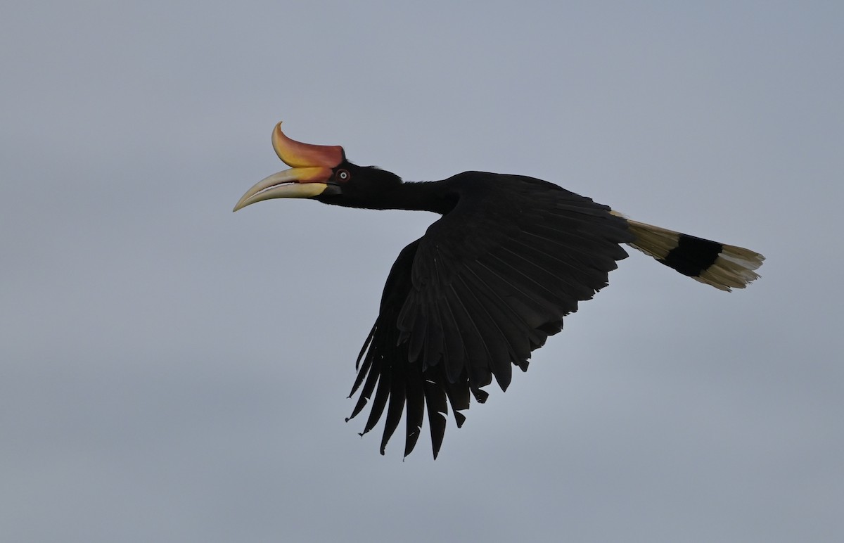 Rhinoceros Hornbill - ML641420571