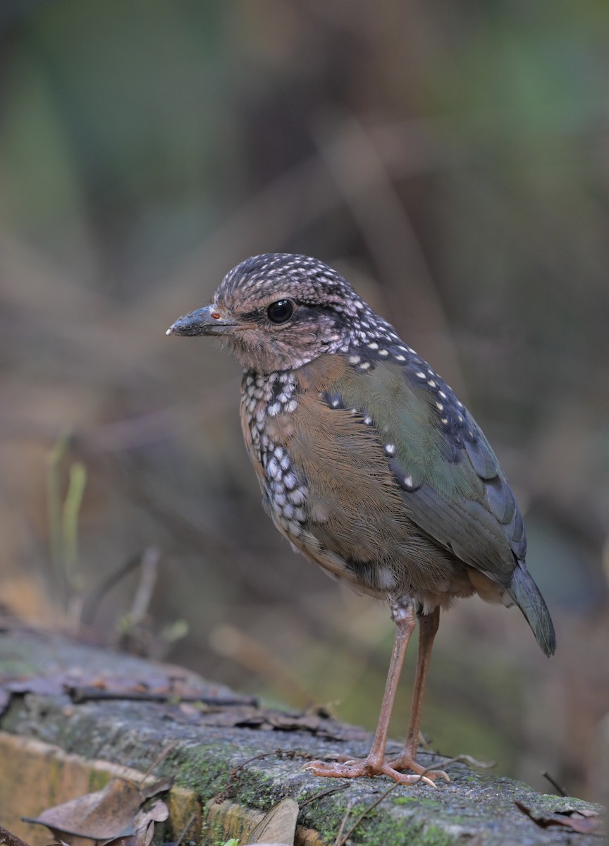 Rostnackenpitta - ML641420573