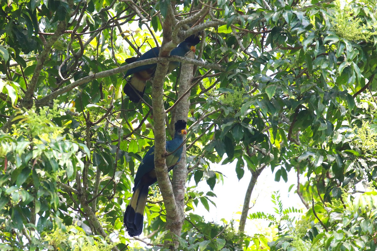 Great Blue Turaco - ML641420594