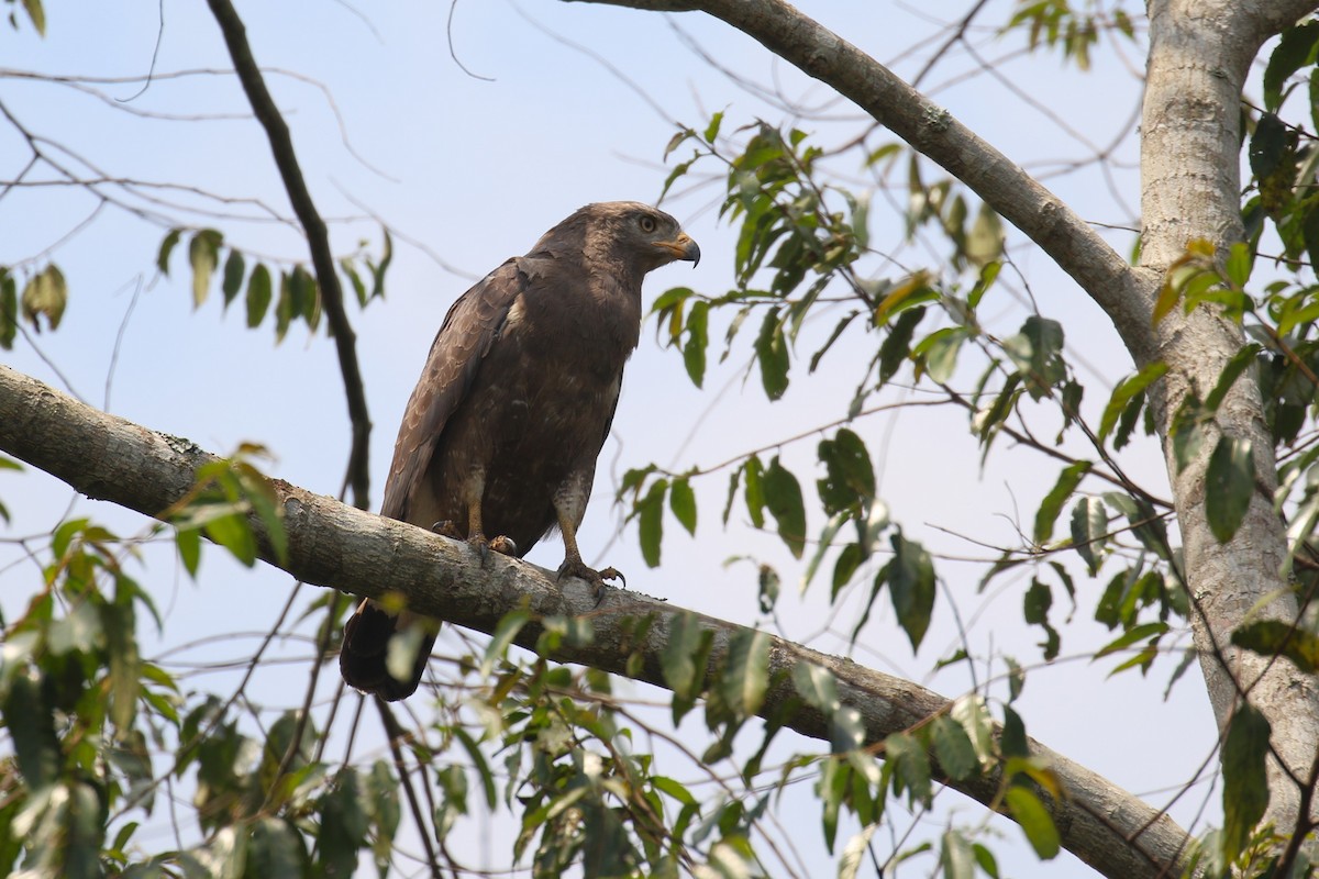 Western Banded Snake-Eagle - ML641420601
