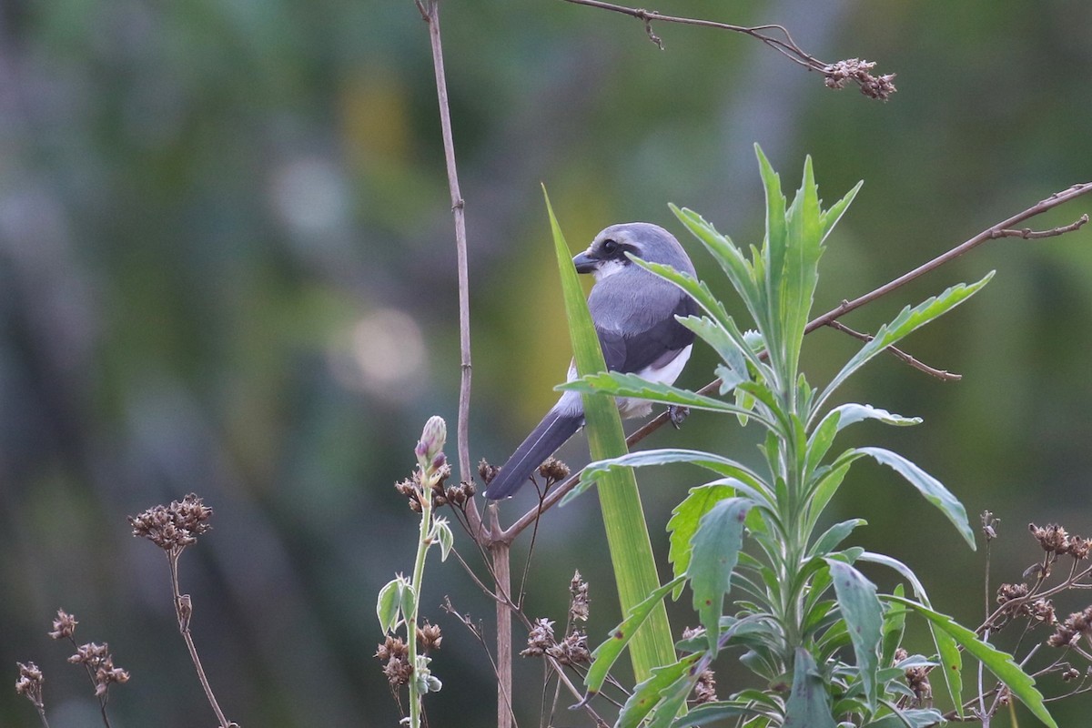 Mackinnon's Shrike - ML641420616