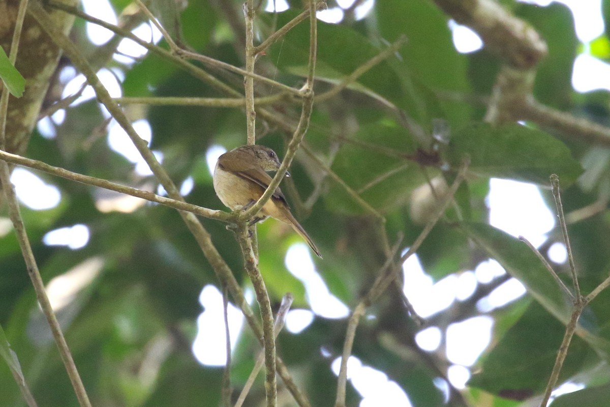 Slender-billed Greenbul - ML641420623