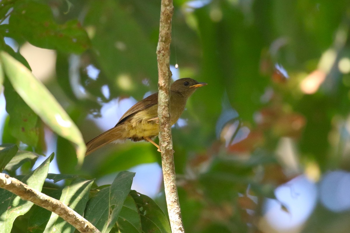 Little Greenbul - ML641420624
