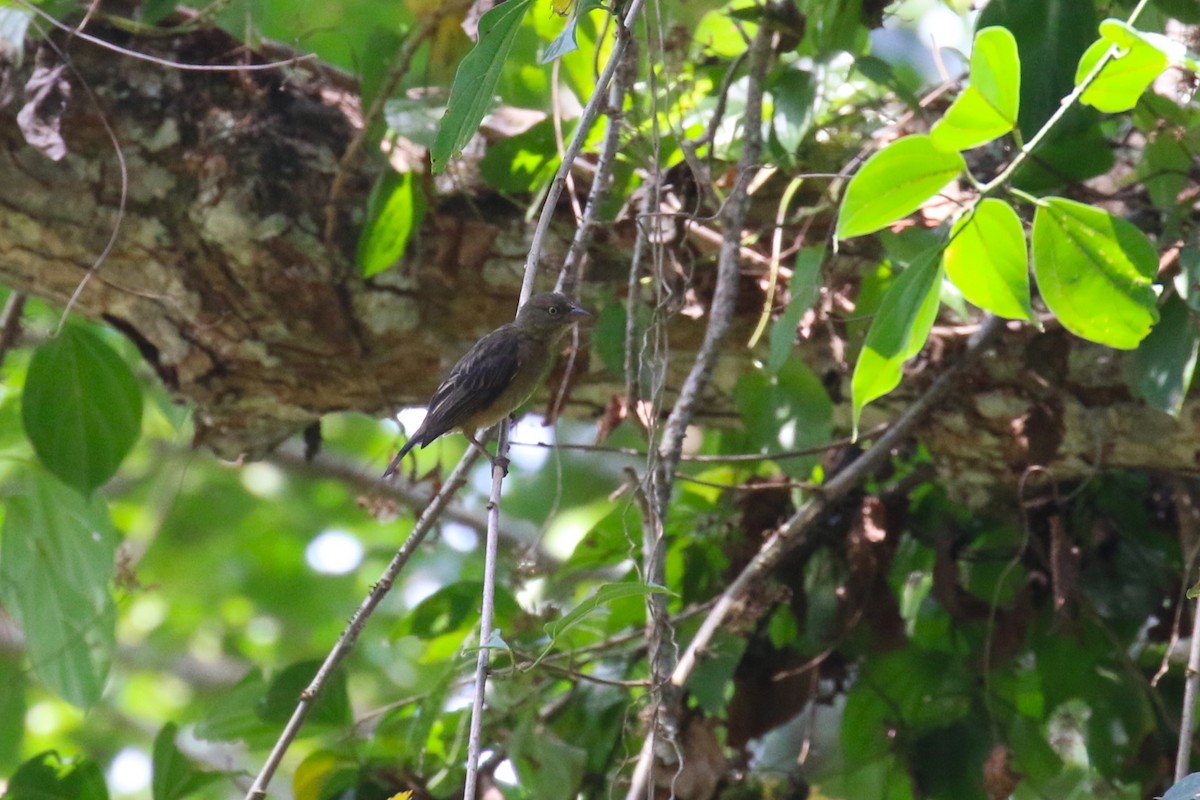Weyns's Weaver - ML641420645