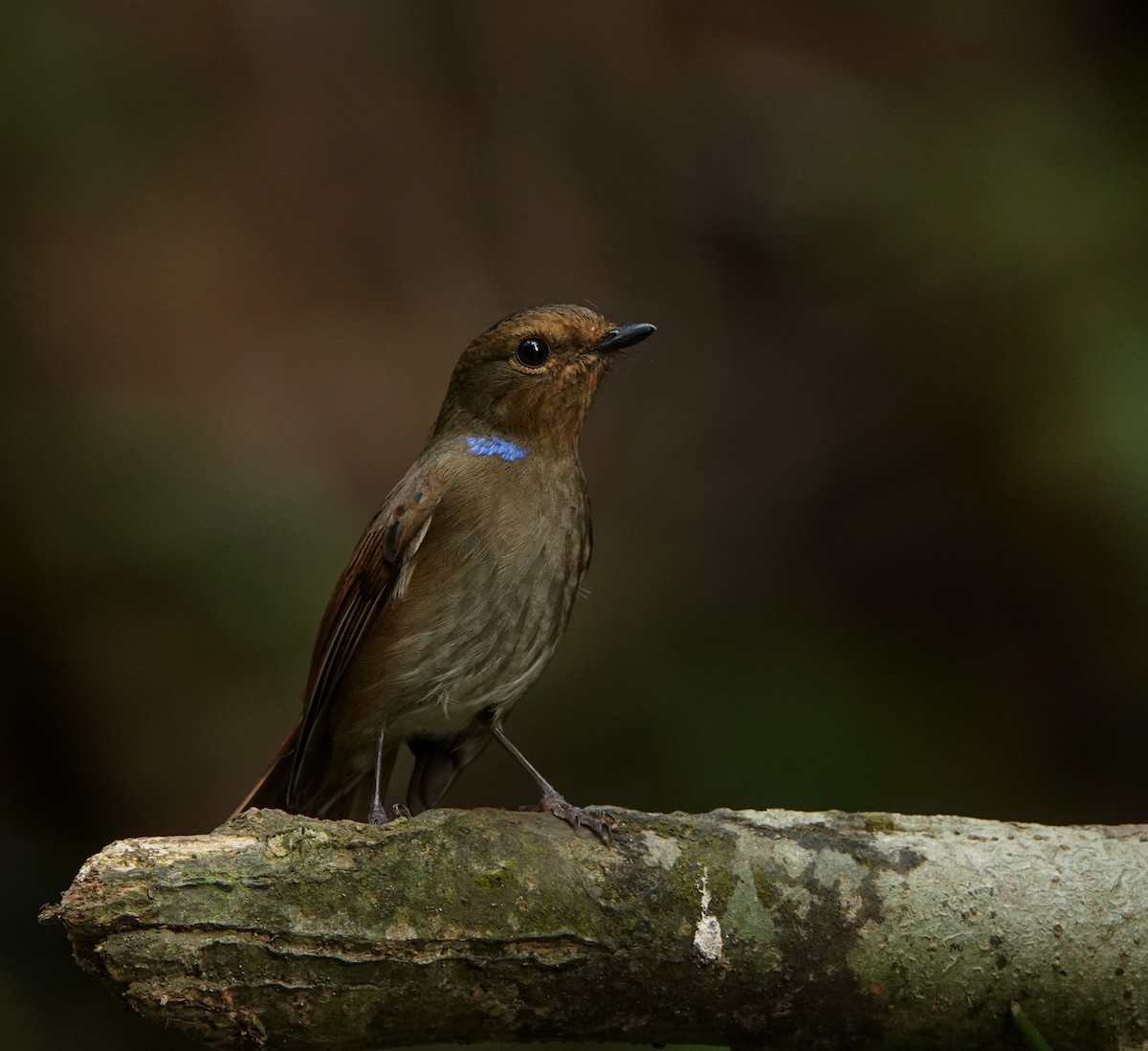 Small Niltava - ML641420661