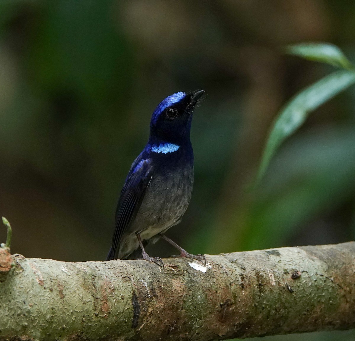 Small Niltava - ML641420662