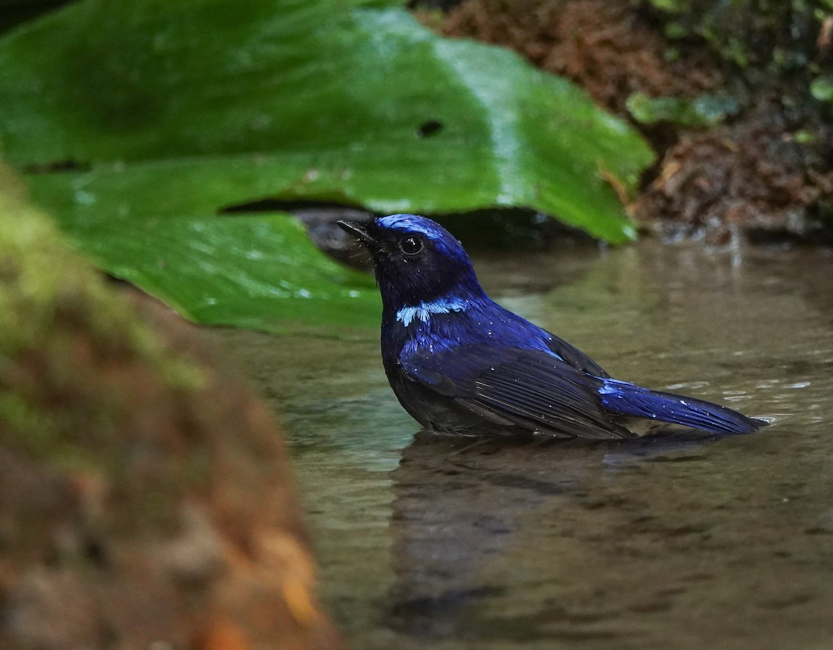 Small Niltava - ML641420663