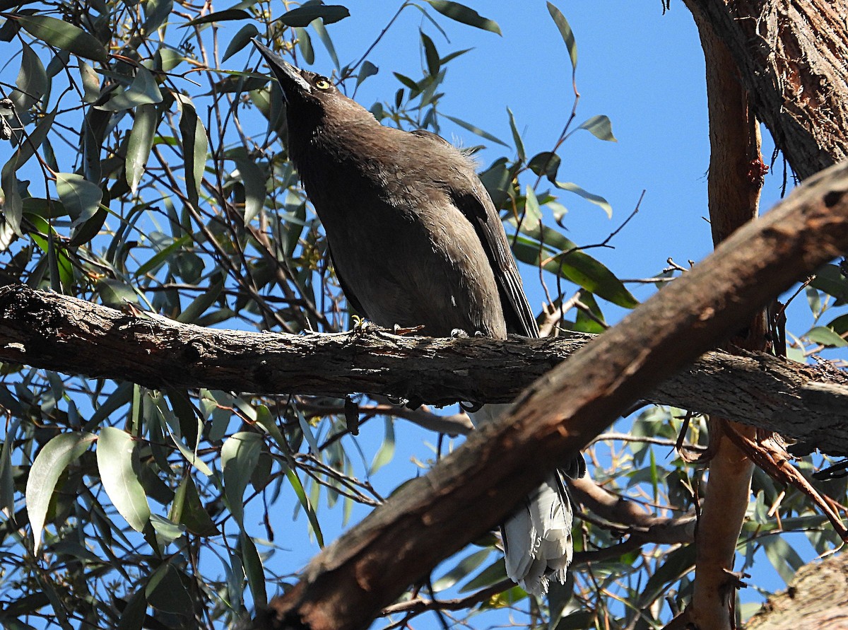 Gray Currawong - ML641420667