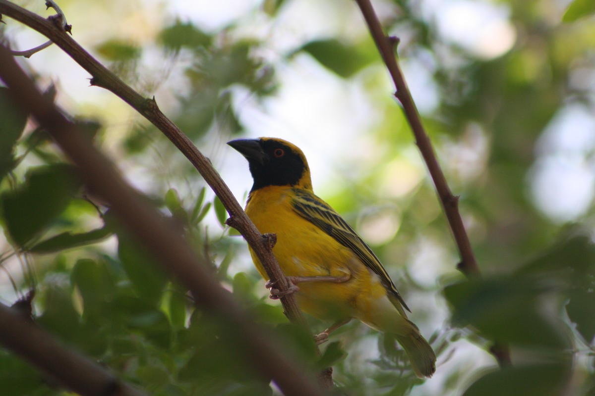 Köy Dokumacısı (spilonotus) - ML641420669