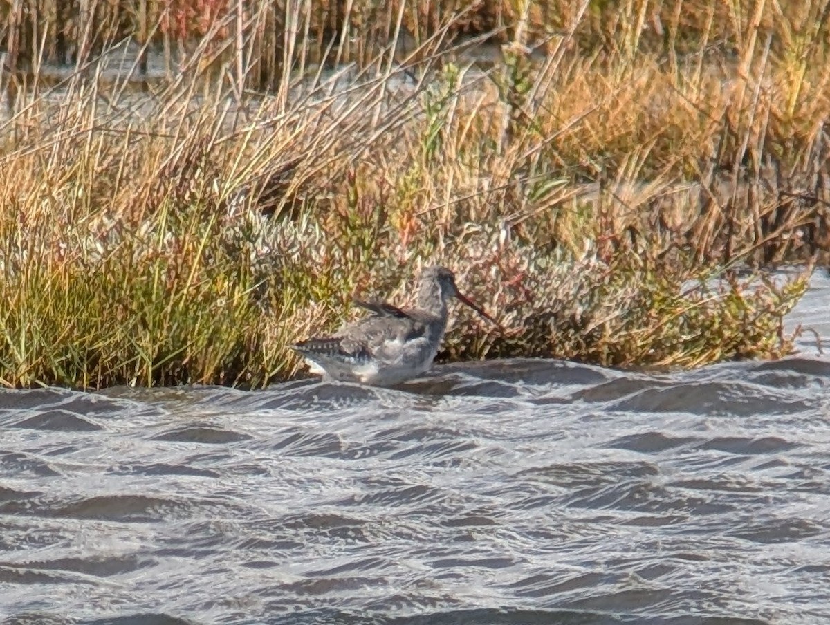 vodouš tmavý - ML641420674