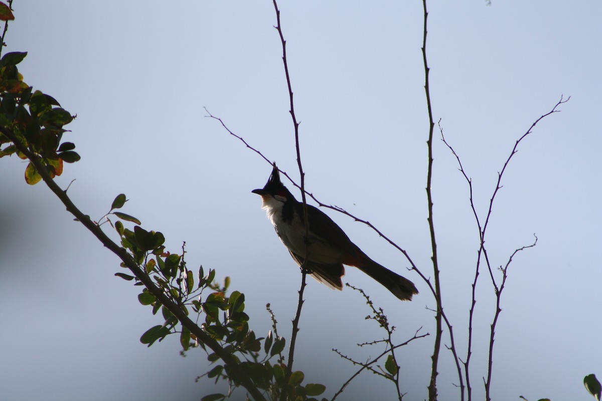 bulbul červenouchý - ML641420675