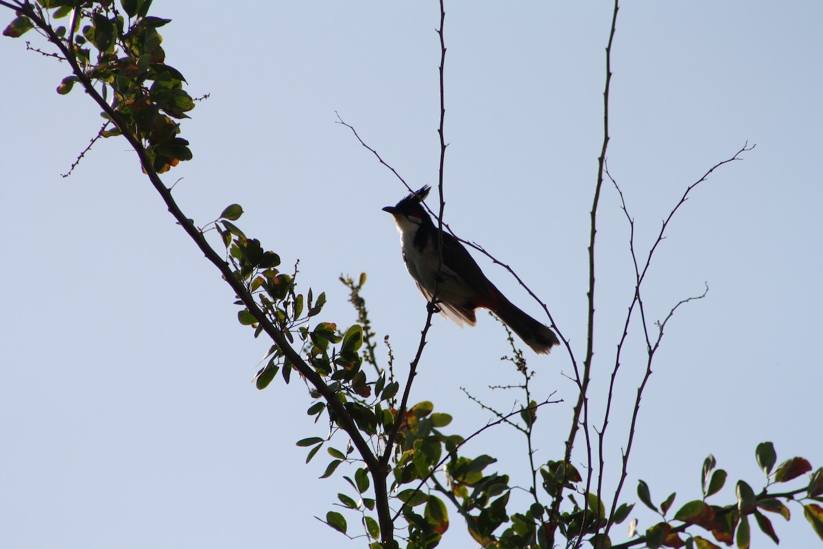 bulbul červenouchý - ML641420676