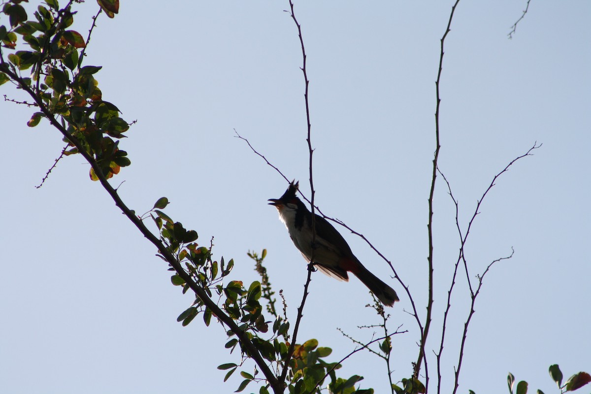 bulbul červenouchý - ML641420677