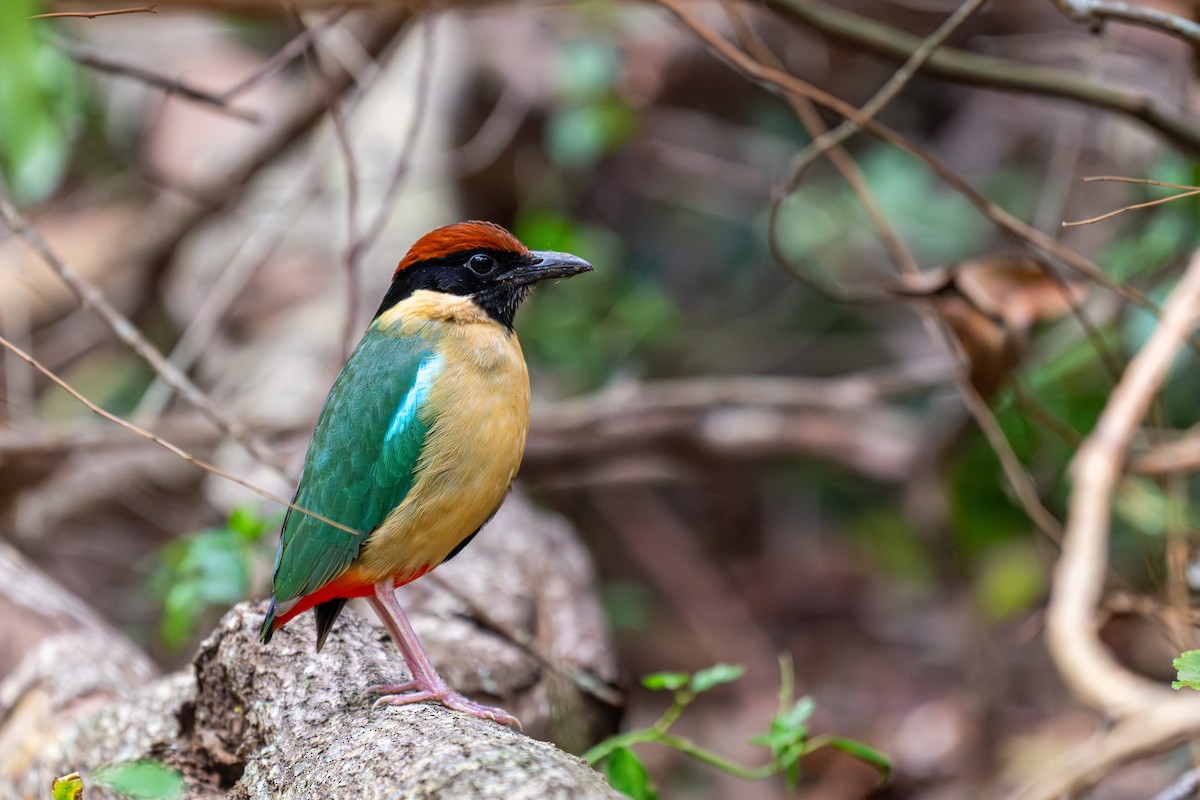 Noisy Pitta - ML641420688