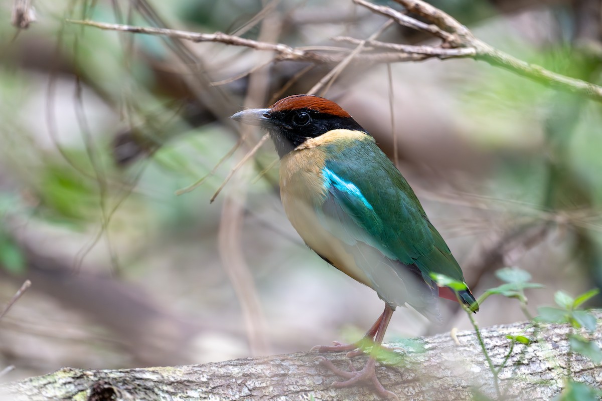 Noisy Pitta - ML641420689