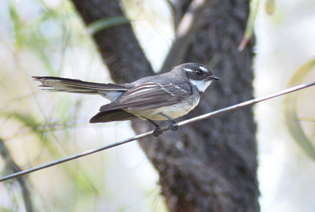 Gray Fantail (alisteri) - ML641420692