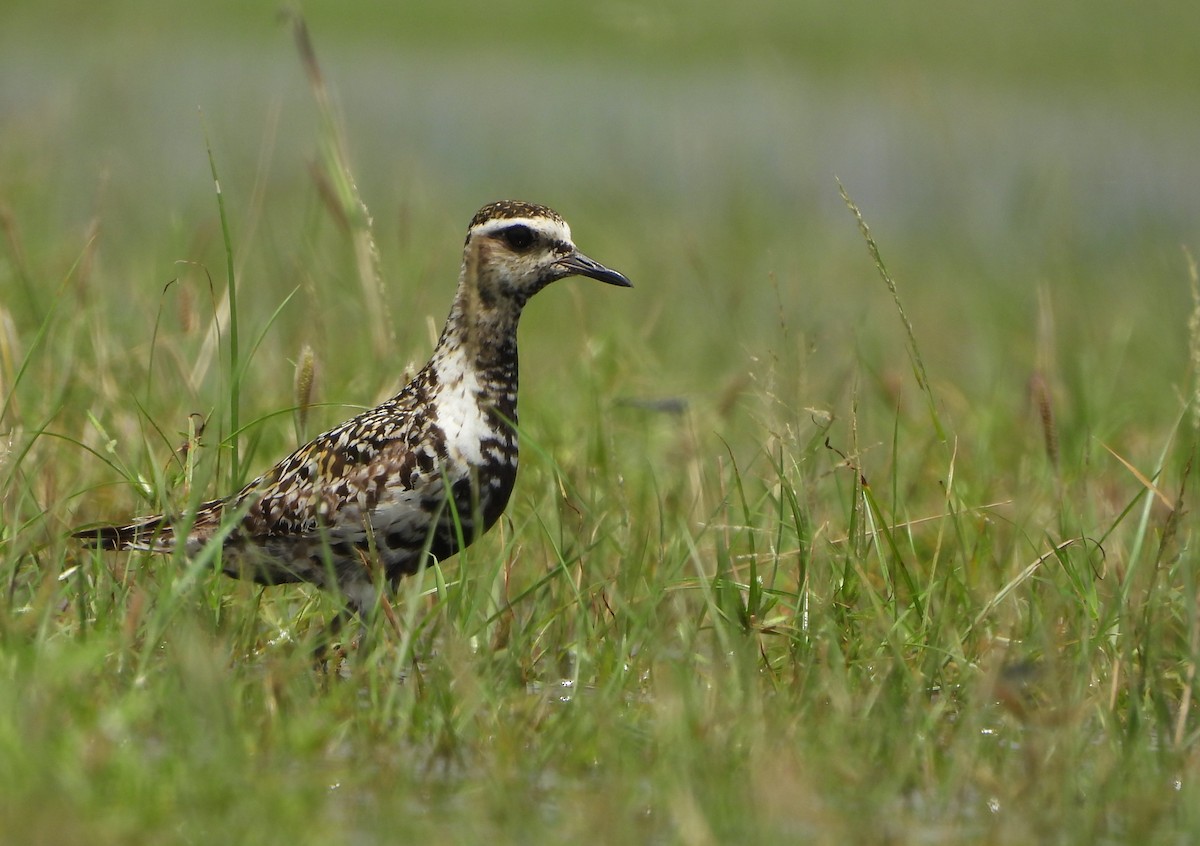 Urre-txirri siberiarra - ML641420695