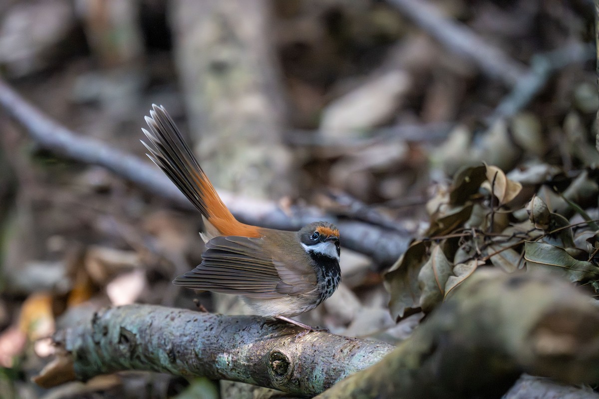 Australian Rufous Fantail - ML641420701