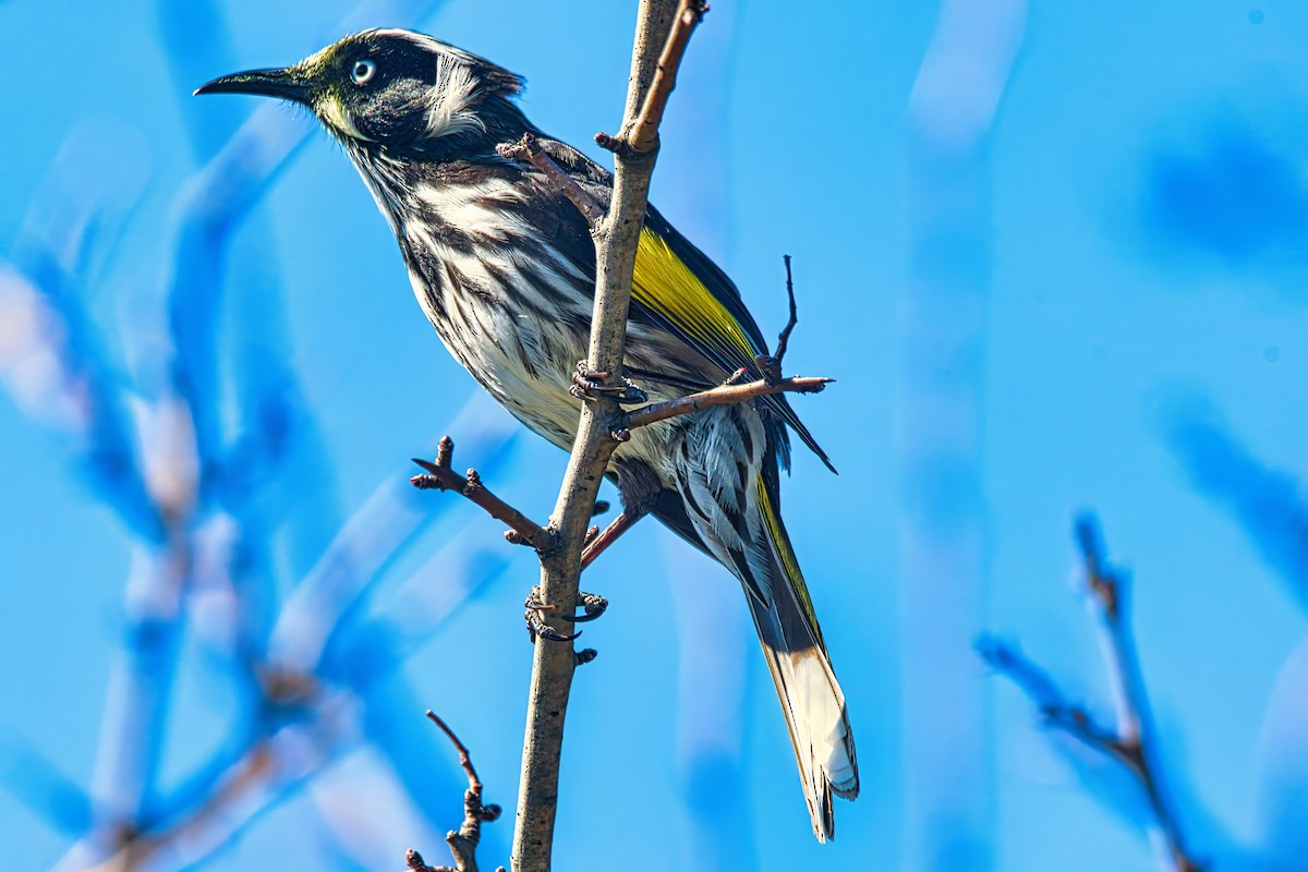 New Holland Honeyeater - ML641420713