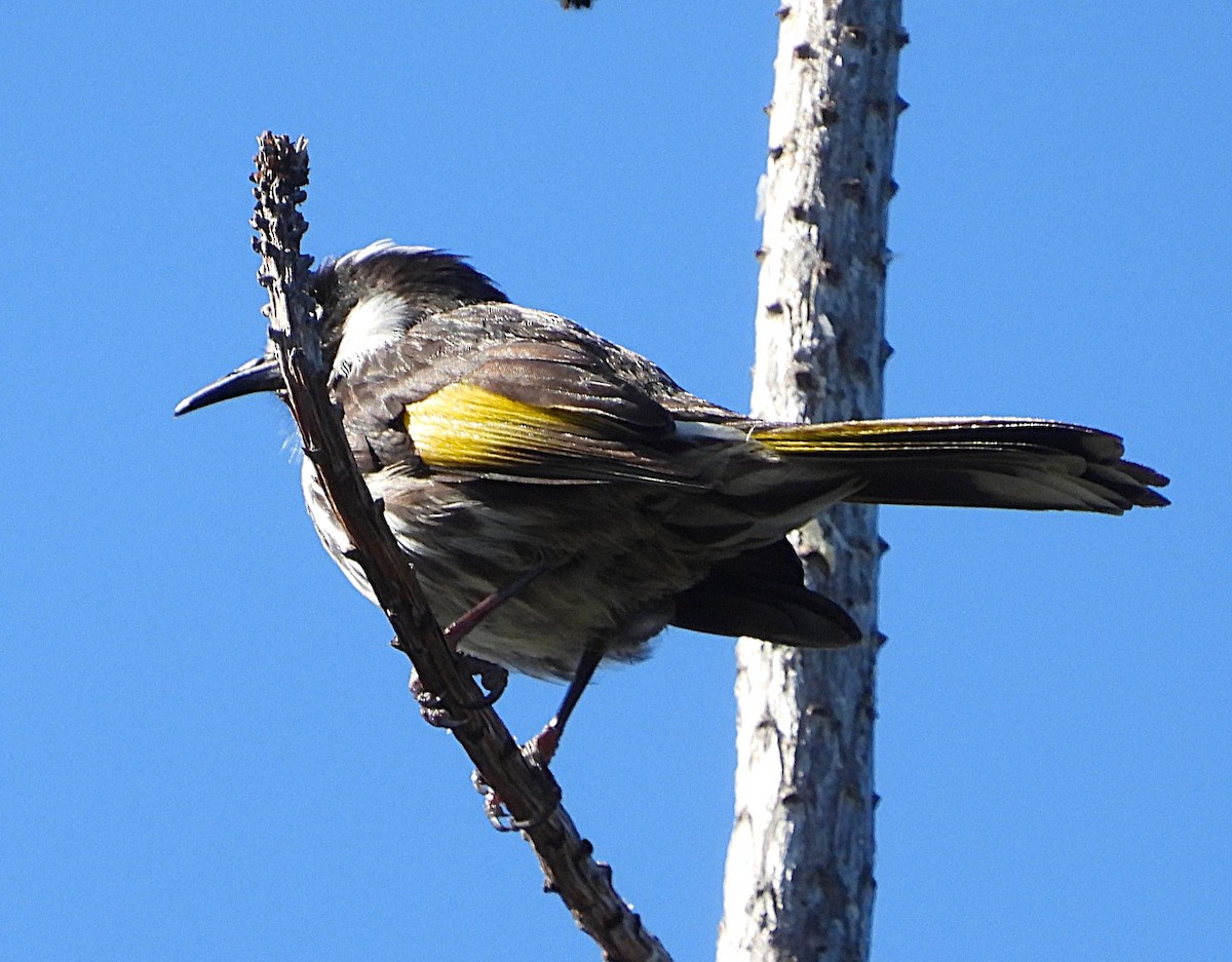 New Holland Honeyeater - ML641420714