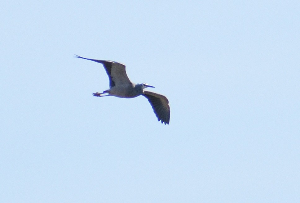 White-faced Heron - ML641420718