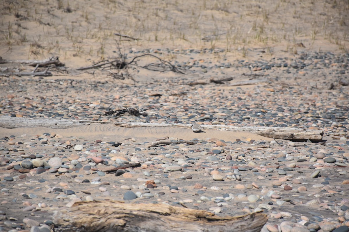 Piping Plover - ML641420720