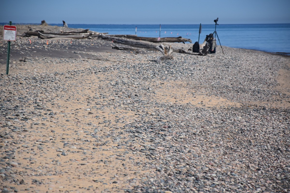 Piping Plover - ML641420721