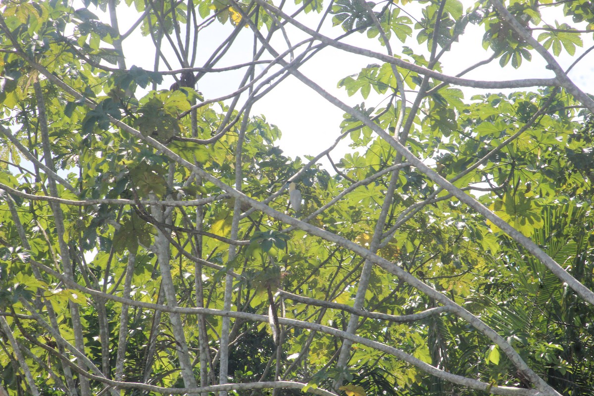 Capped Heron - ML641420723
