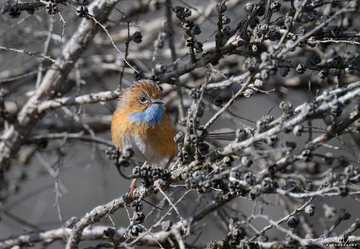 Southern Emuwren - ML641420725