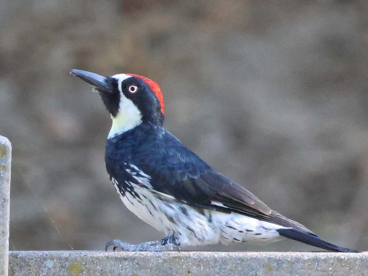 Acorn Woodpecker - ML641420730