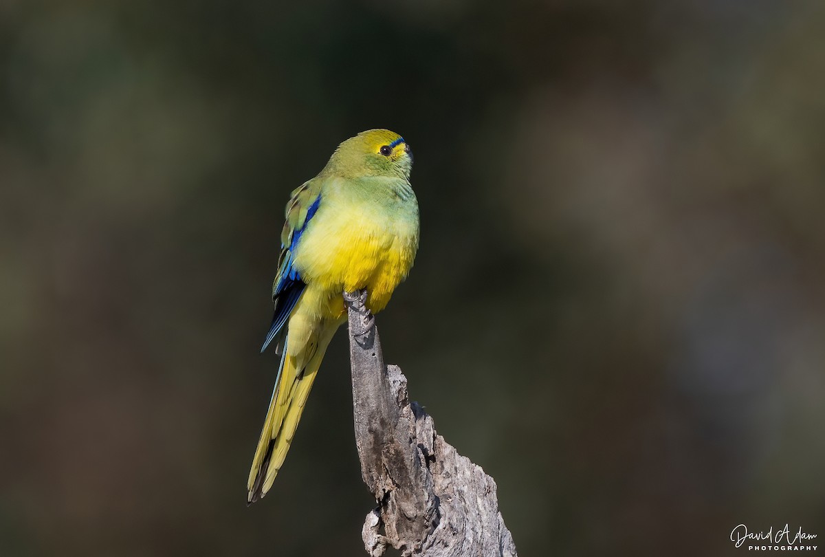 Blue-winged Parrot - ML641420733