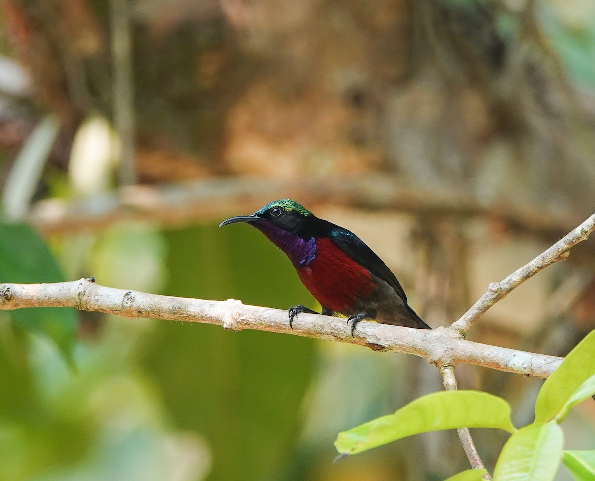Van Hasselt's Sunbird - ML641420751