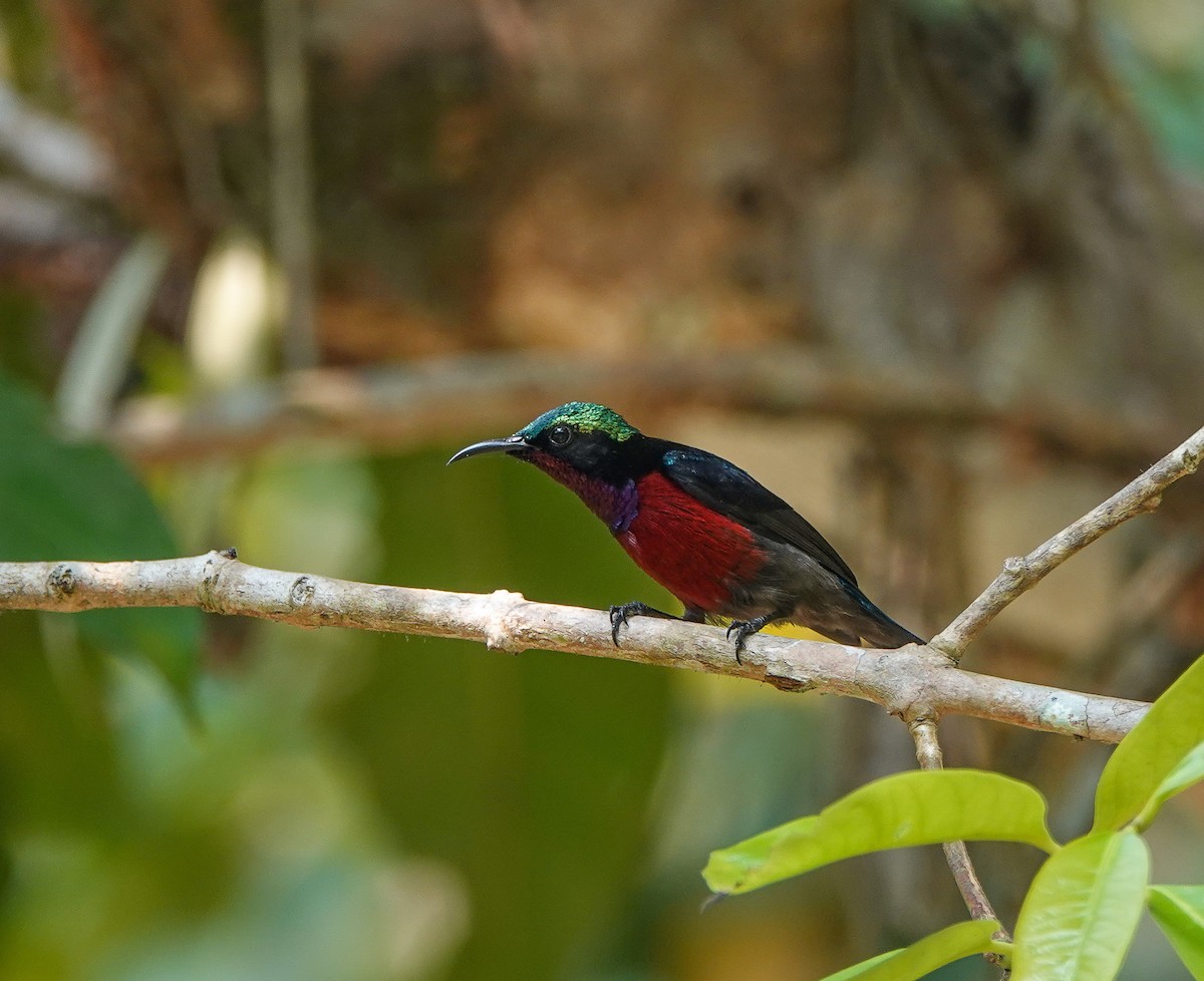 Van Hasselt's Sunbird - ML641420752