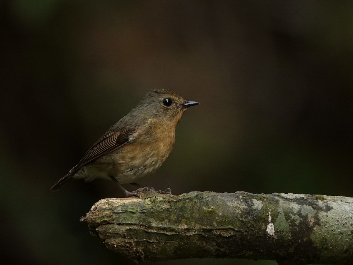 Snowy-browed Flycatcher - ML641420754