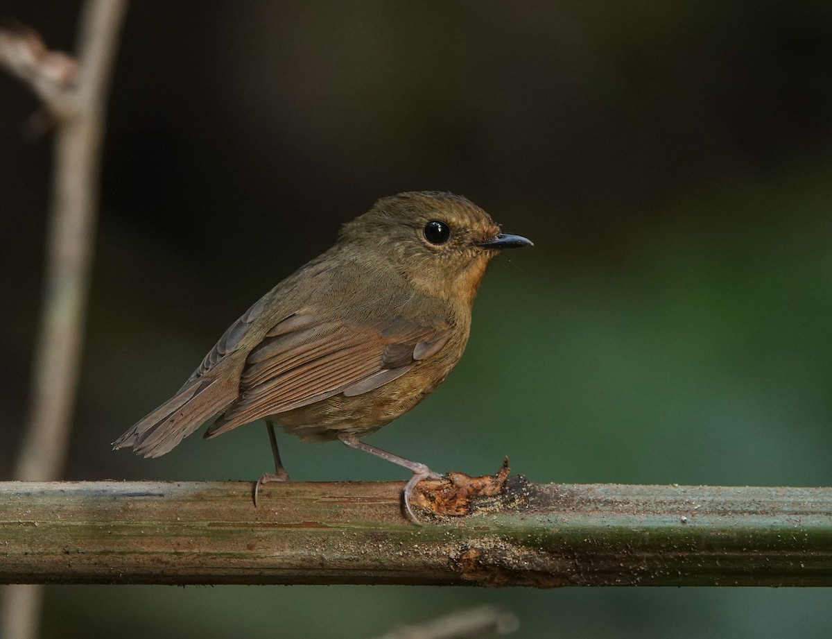 Snowy-browed Flycatcher - ML641420756