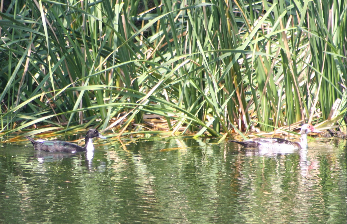 Canard musqué (forme domestique) - ML641420772