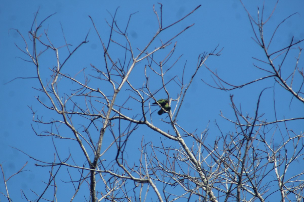 Conure pavouane - ML641420789
