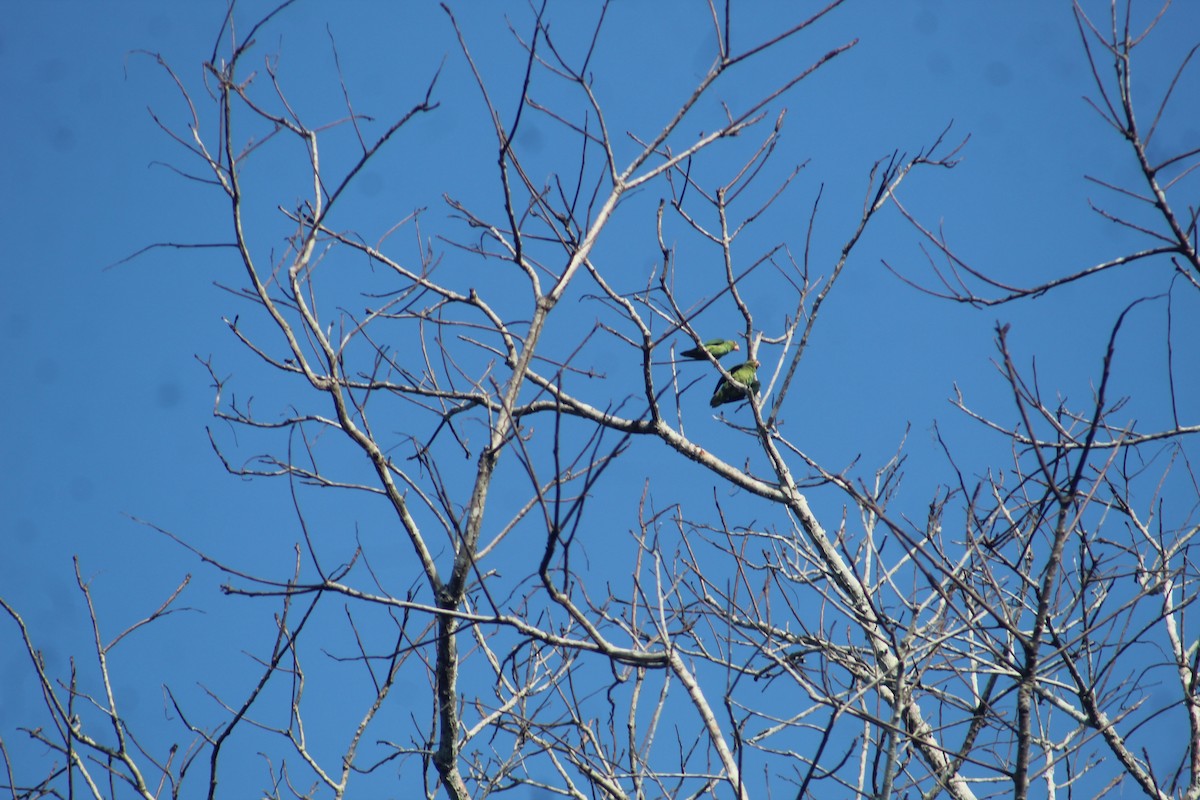Conure pavouane - ML641420790