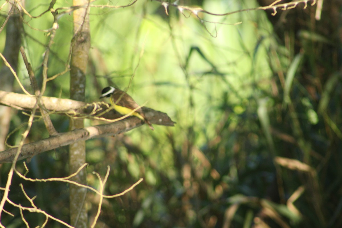 Lesser Kiskadee - ML641420802