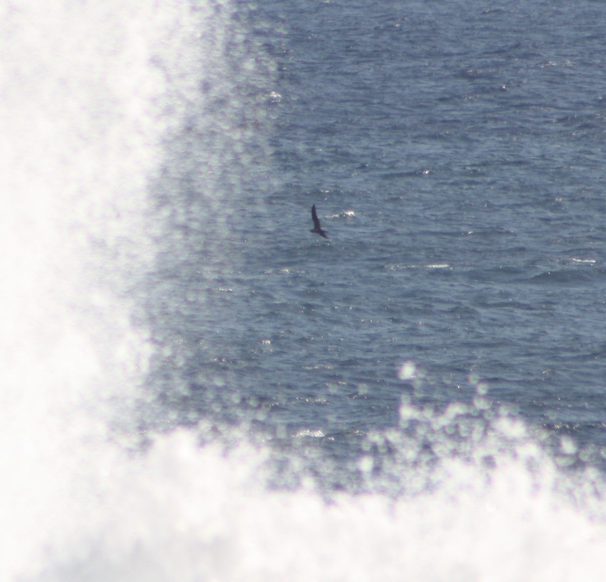 Puffin fouquet - ML641420813