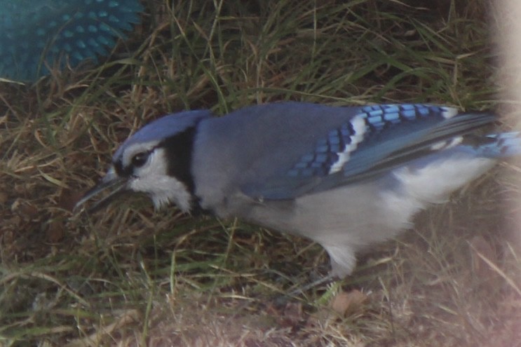 Blue Jay - ML641420817