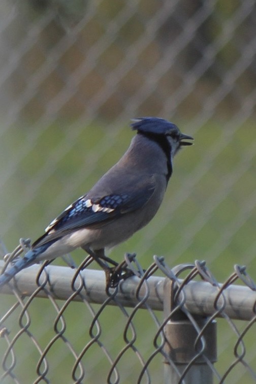 Blue Jay - ML641420818