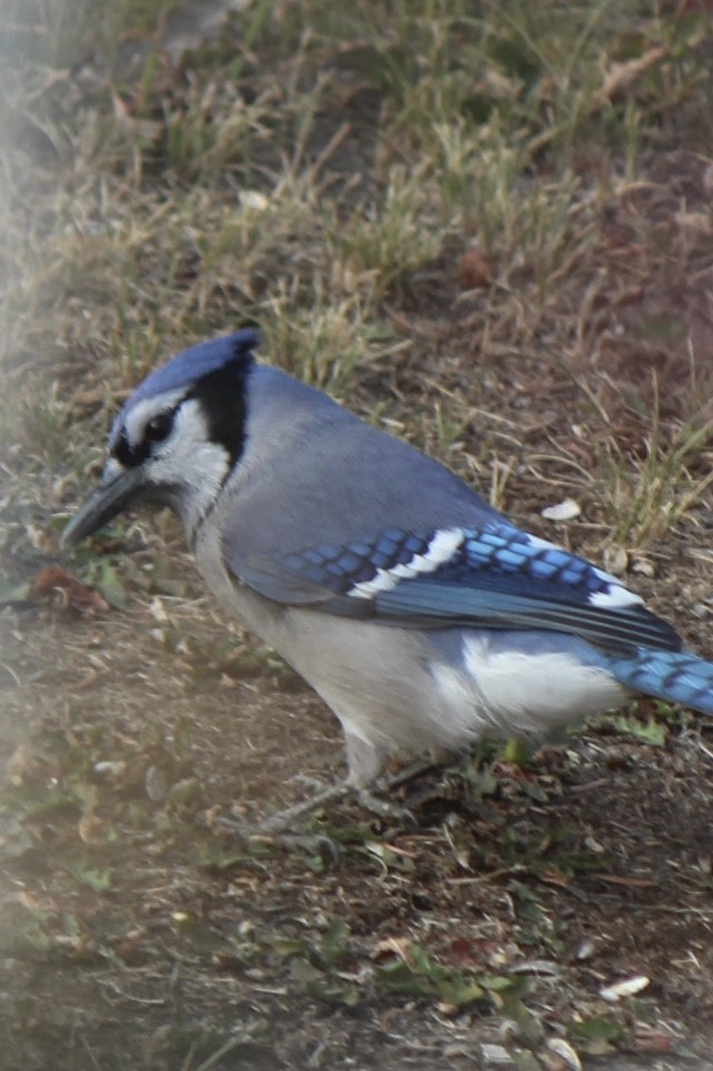 Blue Jay - ML641420819