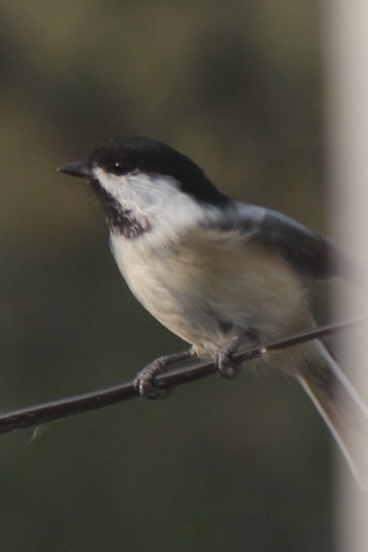Black-capped Chickadee - ML641420827