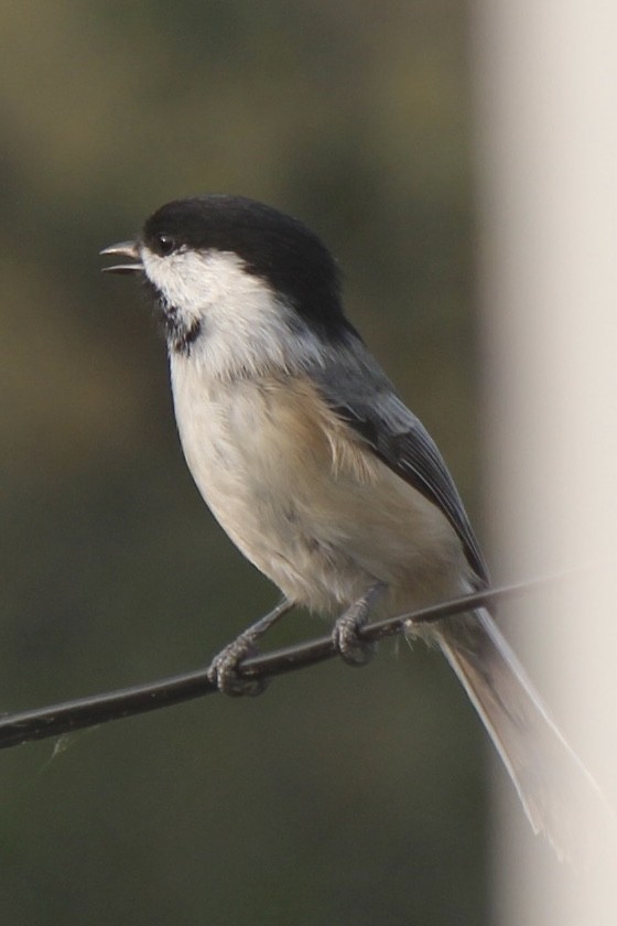 Black-capped Chickadee - ML641420828